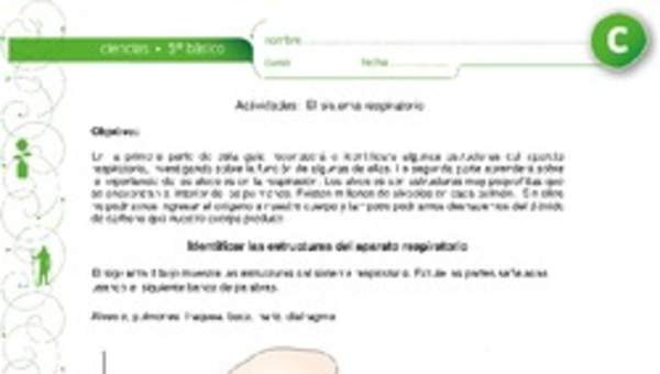 El sistema respiratorio El sistema respiratorio