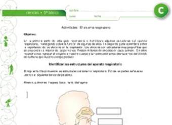 El sistema respiratorio El sistema respiratorio