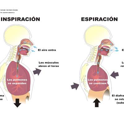 La inspiración y espiración rotulado La inspiración y espiración rotulado