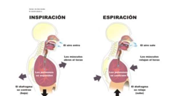 La inspiración y espiración rotulado La inspiración y espiración rotulado