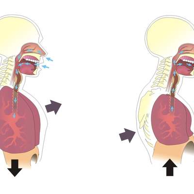 La inspiración y espiración La inspiración y espiración