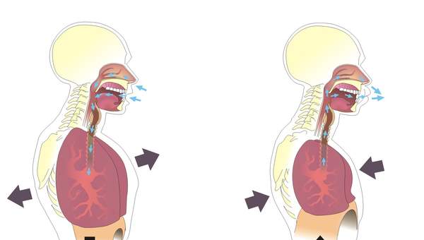 La inspiración y espiración La inspiración y espiración