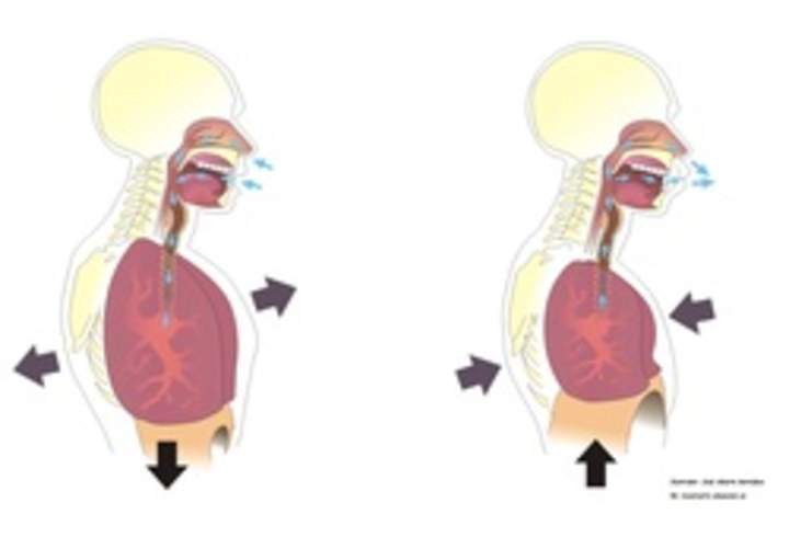 La inspiración y espiración La inspiración y espiración