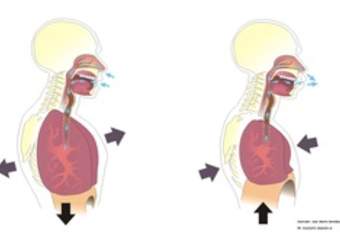 La inspiración y espiración La inspiración y espiración