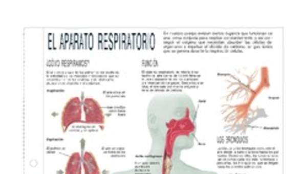 Infografía del aparato respiratorio Infografía del aparato respiratorio