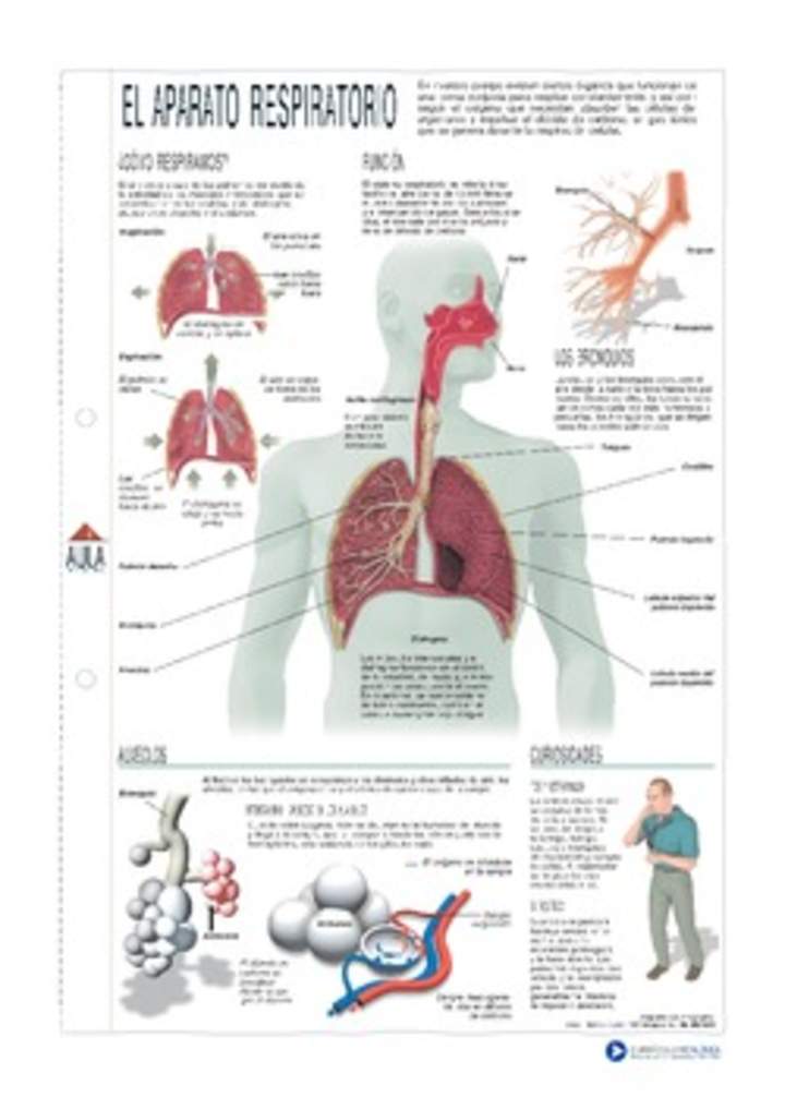 Infografía del aparato respiratorio Infografía del aparato respiratorio
