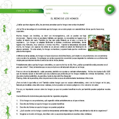 El reino de los hongos El reino de los hongos