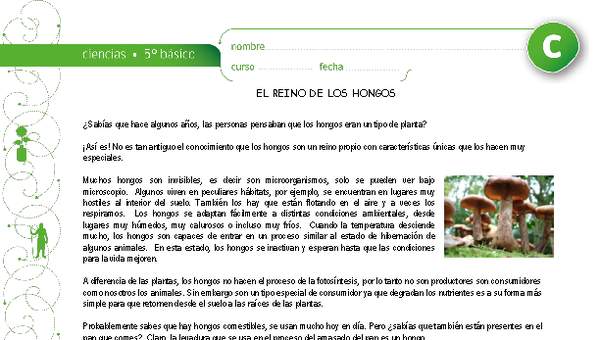 El reino de los hongos El reino de los hongos