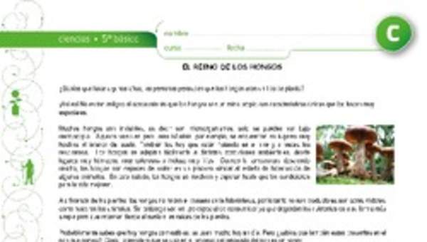 El reino de los hongos El reino de los hongos