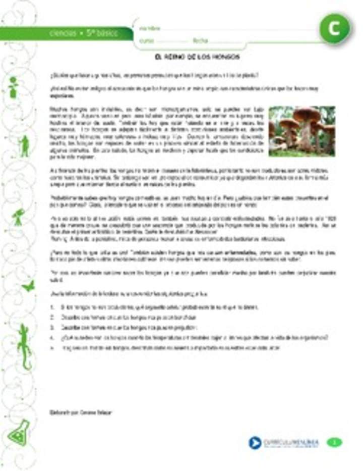 El reino de los hongos El reino de los hongos