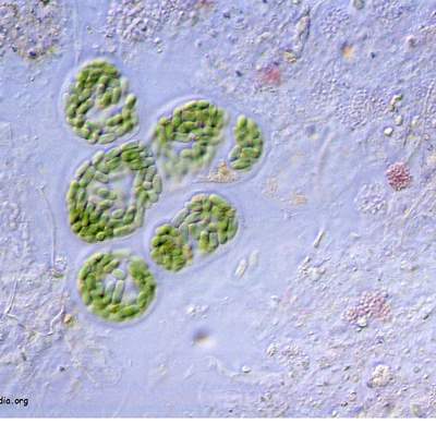 Microscopia de bacterias Microscopia de bacterias