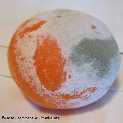 Foto de una naranja con hongos Foto de una naranja con hongos
