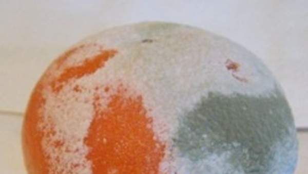 Foto de una naranja con hongos Foto de una naranja con hongos