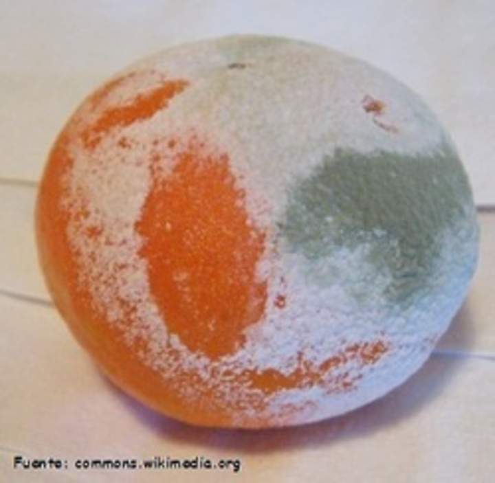 Foto de una naranja con hongos Foto de una naranja con hongos