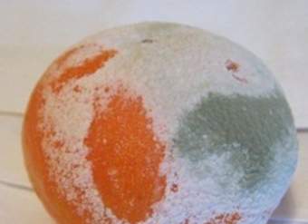 Foto de una naranja con hongos Foto de una naranja con hongos