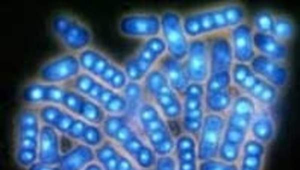 Levaduras al microscopio Levaduras al microscopio