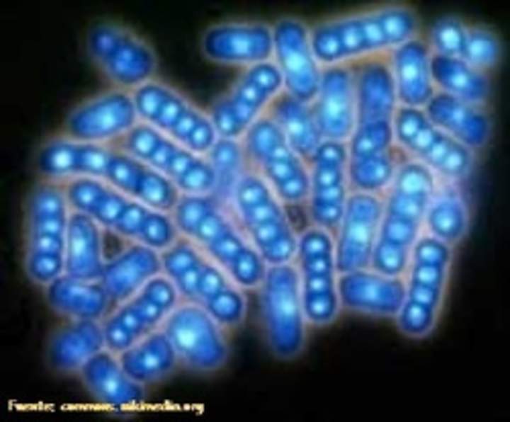 Levaduras al microscopio Levaduras al microscopio