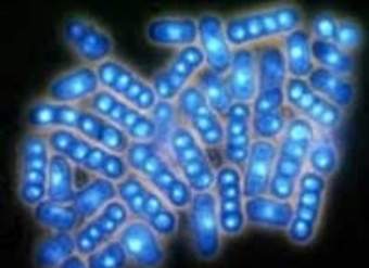 Levaduras al microscopio Levaduras al microscopio