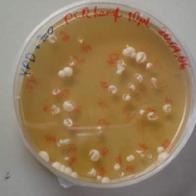 Levaduras en placa Levaduras en placa