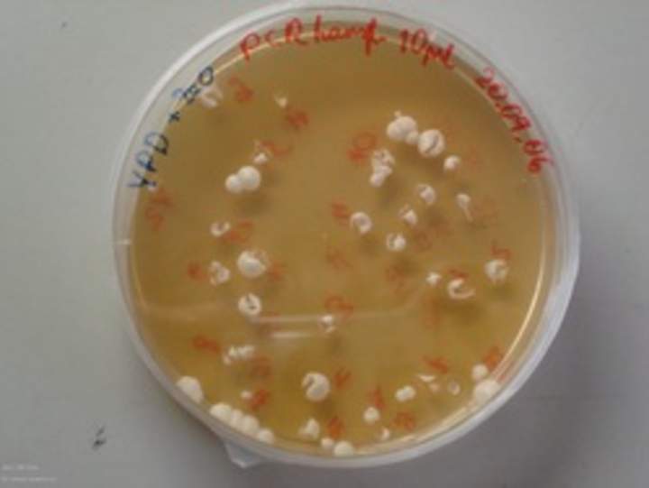 Levaduras en placa Levaduras en placa