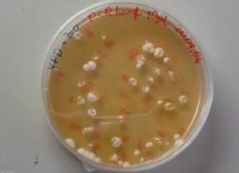 Levaduras en placa Levaduras en placa