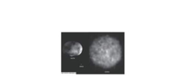 Asteroides Asteroides