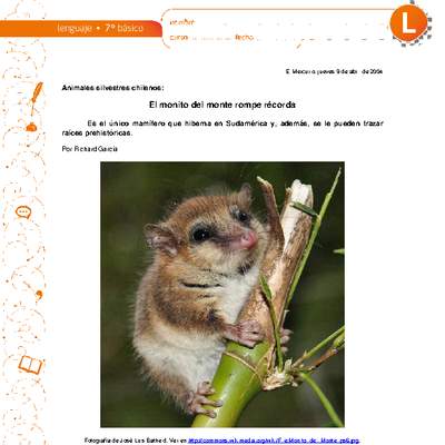 El monito del monte rompe récords El monito del monte rompe récords