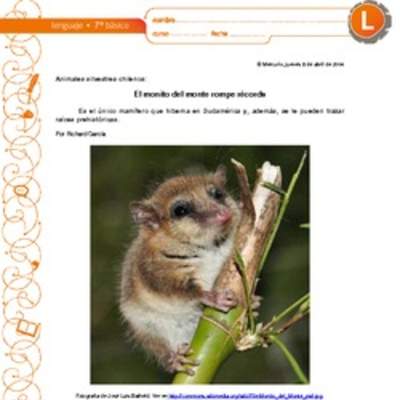 El monito del monte rompe récords El monito del monte rompe récords