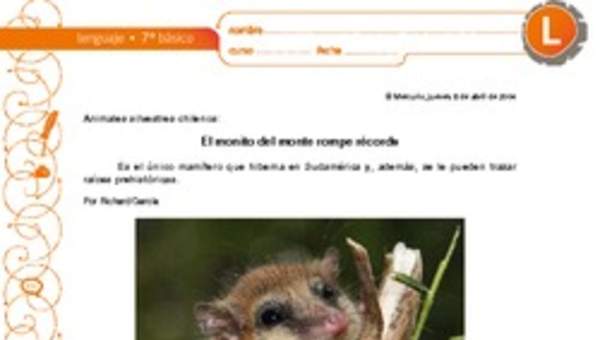 El monito del monte rompe récords El monito del monte rompe récords