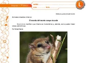 El monito del monte rompe récords El monito del monte rompe récords