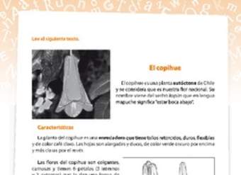 Investigación planta Investigación planta