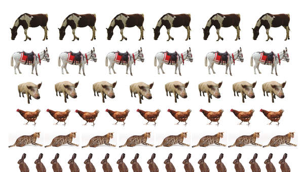 Imagen de animales (I) Imagen de animales (I)