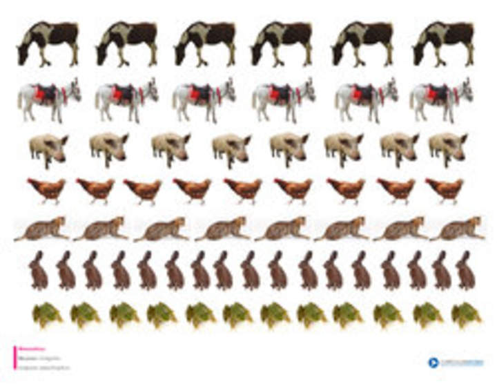 Imagen de animales (I) Imagen de animales (I)