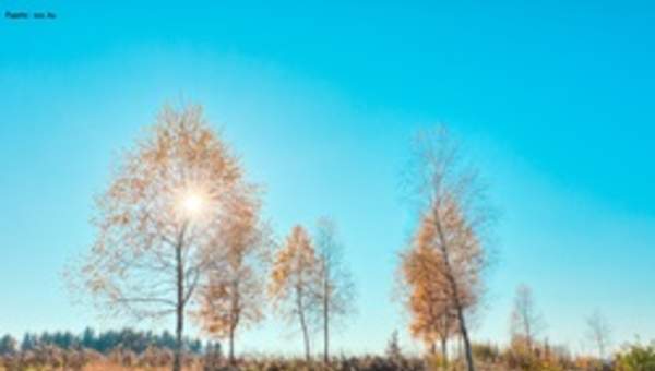 Árboles en otoño Árboles en otoño