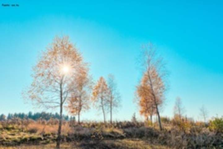 Árboles en otoño Árboles en otoño