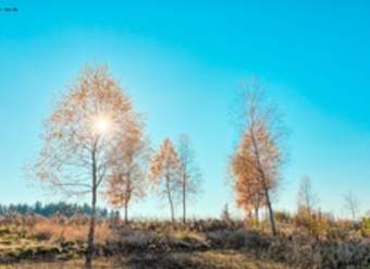 Árboles en otoño Árboles en otoño