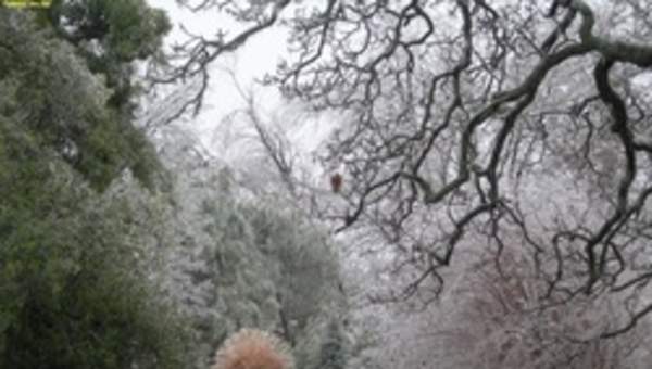 Paisaje de invierno 3 Paisaje de invierno 3