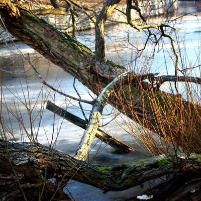 Paisaje de invierno Paisaje de invierno