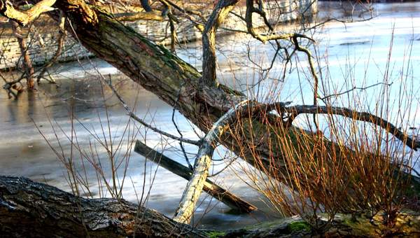 Paisaje de invierno Paisaje de invierno