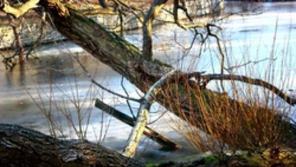 Paisaje de invierno Paisaje de invierno