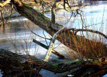 Paisaje de invierno Paisaje de invierno