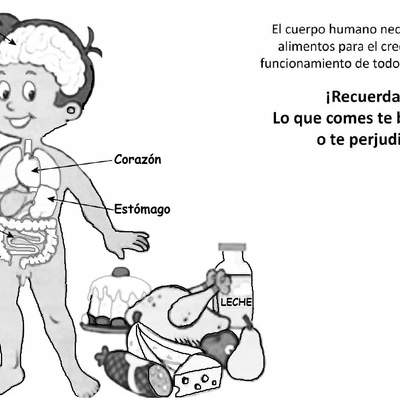 El cuerpo humano y los alimentos El cuerpo humano y los alimentos