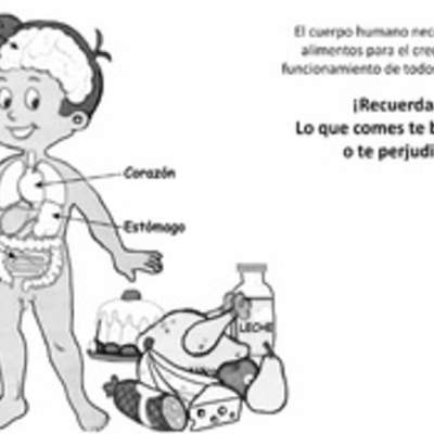 El cuerpo humano y los alimentos El cuerpo humano y los alimentos