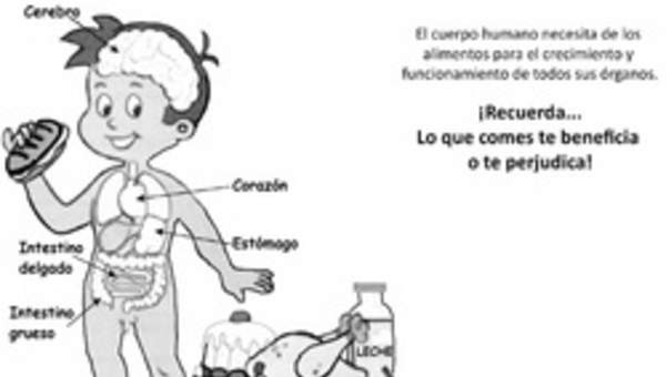 El cuerpo humano y los alimentos El cuerpo humano y los alimentos