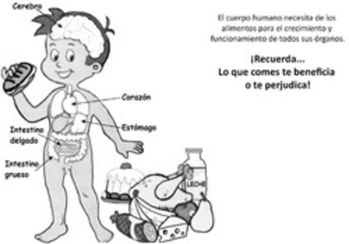 El cuerpo humano y los alimentos El cuerpo humano y los alimentos