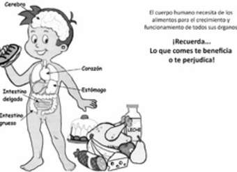 El cuerpo humano y los alimentos El cuerpo humano y los alimentos