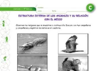 Estructura corporal de animales relacionados con su medio Estructura corporal de animales relacionados con su medio