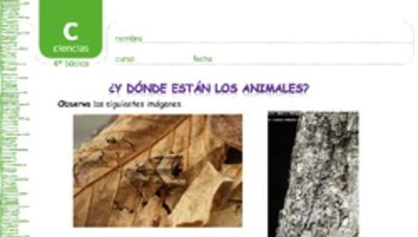 Tipos de camuflaje Tipos de camuflaje