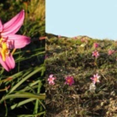 Ananuca de la cordillera Ananuca de la cordillera