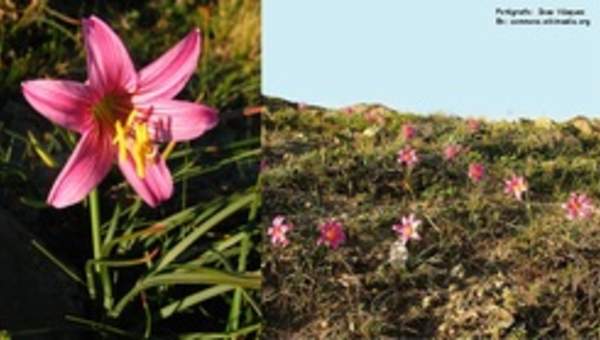 Ananuca de la cordillera Ananuca de la cordillera